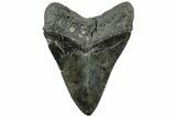 Fossil Megalodon Tooth - Huge River Meg #311874-2